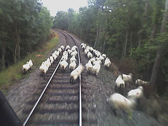 Zug rast in Schafherde